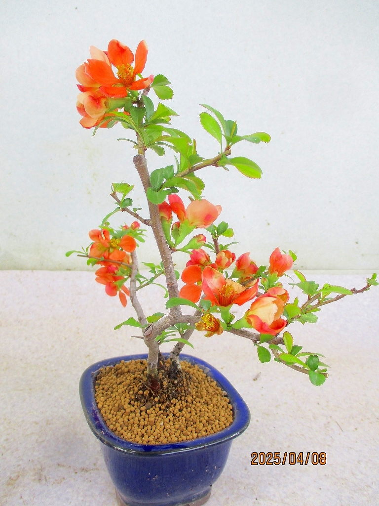 item_image_8
