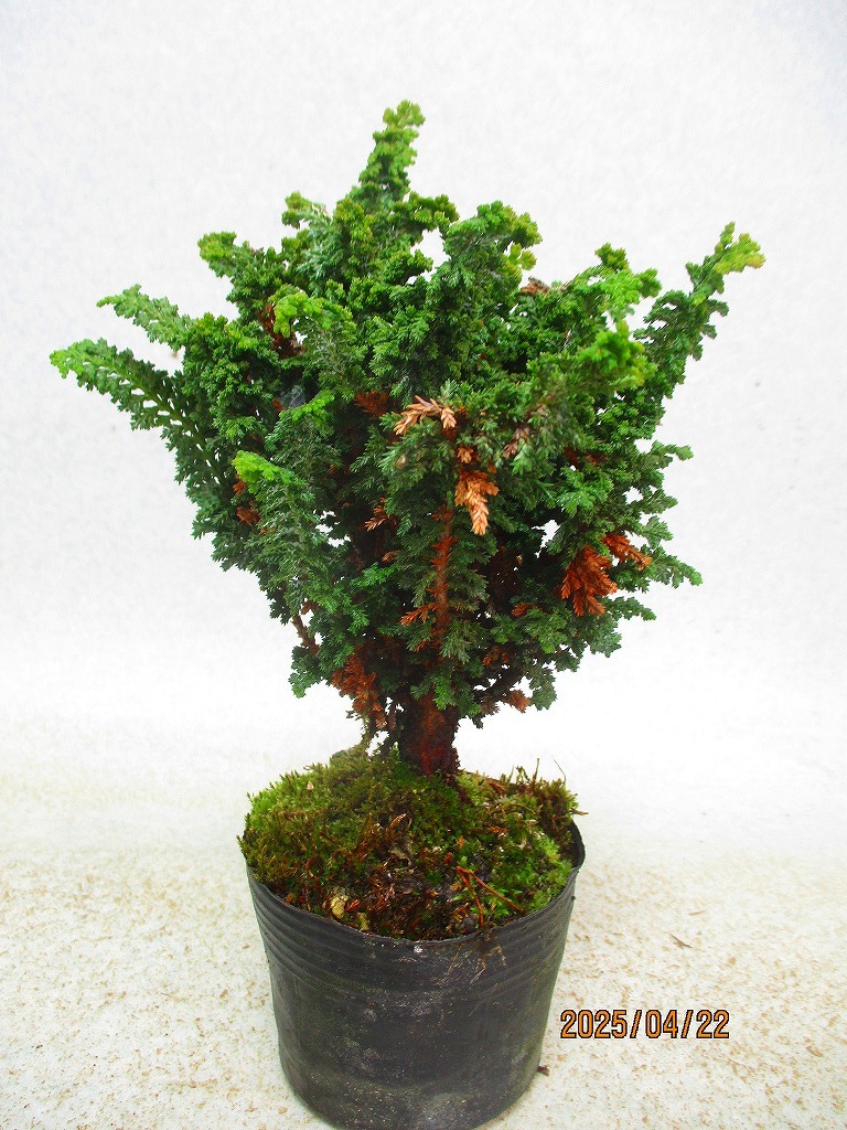 item_image_8