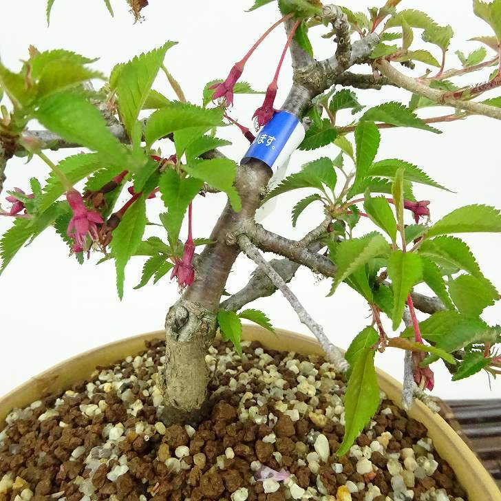 item_image_7
