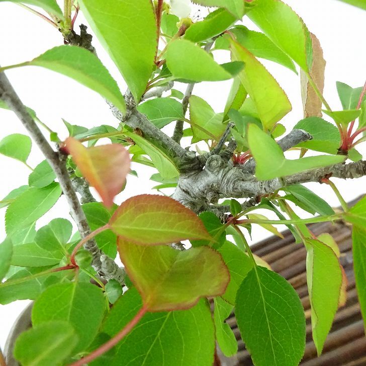 盆栽 梨 小梨 樹高 約14cm なし Pyrus pyrifolia ナシ コナシ 小梨 豆梨 バラ科 ナシ屬 落葉樹 落葉樹 観賞用 小品 現(xiàn)品