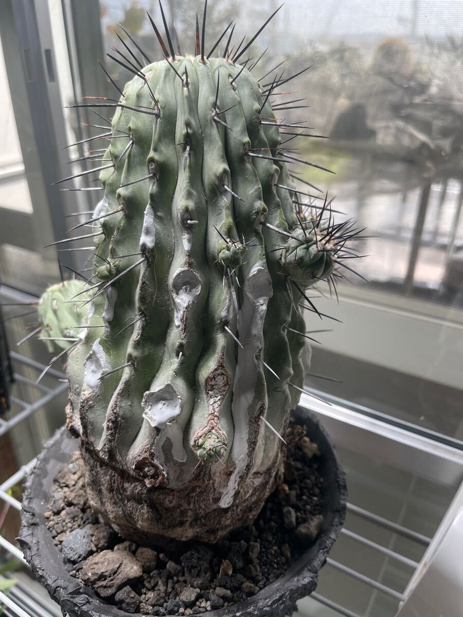 黒士冠 Copiapoa cinerea v. dealbata (黒王丸 現地球 子株 黒士冠 Copiapoa cinerea v. dealbata (黒王丸 現地球 子株