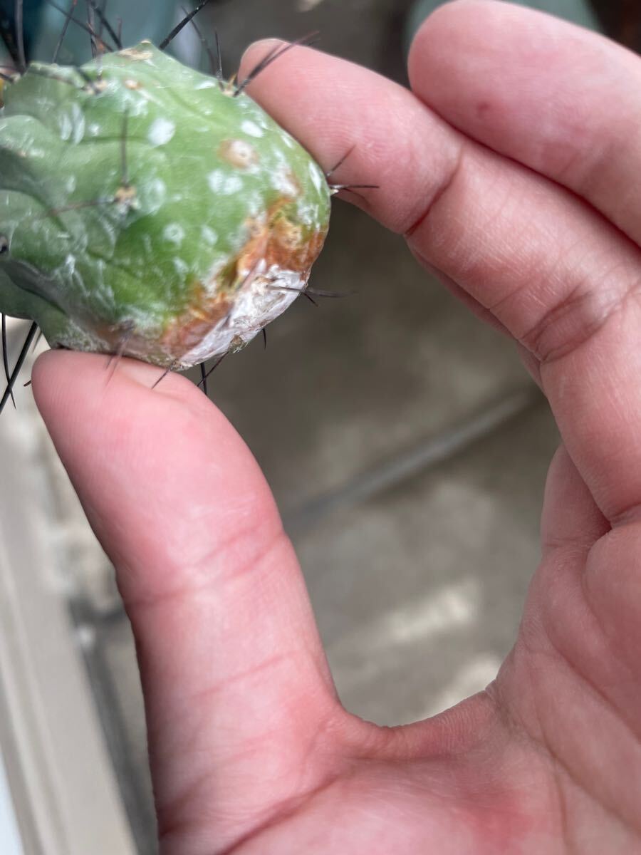 黒士冠 Copiapoa cinerea v. dealbata (黒王丸 現地球 子株 黒士冠 Copiapoa cinerea v. dealbata (黒王丸 現地球 子株