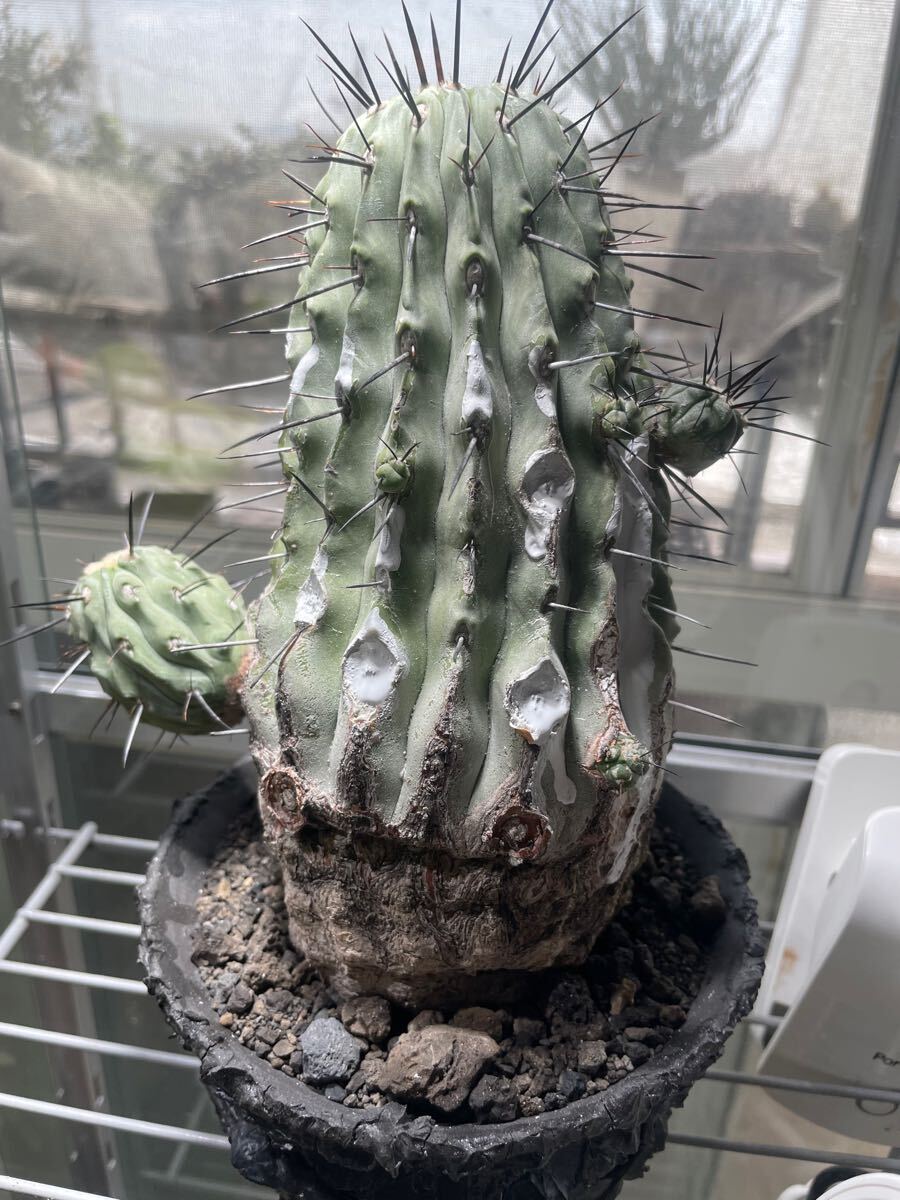 黒士冠 Copiapoa cinerea v. dealbata (黒王丸 現地球 子株 黒士冠 Copiapoa cinerea v. dealbata (黒王丸 現地球 子株