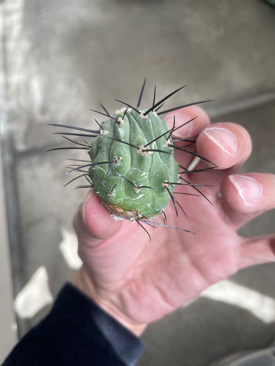 黒士冠 Copiapoa cinerea v. dealbata (黒王丸 現地球 子株 黒士冠 Copiapoa cinerea v. dealbata (黒王丸 現地球 子株