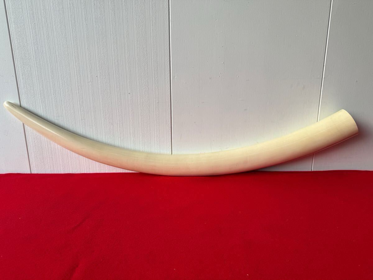 象牙風 特大 マンモス 牙 一本物 置物 重量約10.3kg 全長約140cm 象牙風 特大 マンモス 牙 一本物 置物 重量約10.3kg 全長約140cm