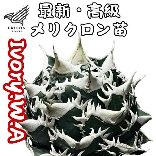 F-Plants9 Ivory W.A アガベ チタノタ 強棘 清櫻 皇冠 子株 F-Plants9 Ivory W.A アガベ チタノタ 強棘 清櫻 皇冠 子株