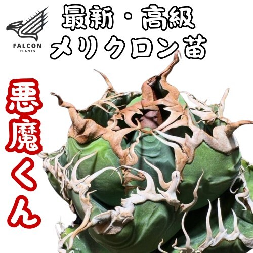 F-Plants43 悪魔くん アガベ チタノタ/検 青犀 清櫻 スーパー F-Plants43 悪魔くん アガベ チタノタ/検 青犀 清櫻 スーパー