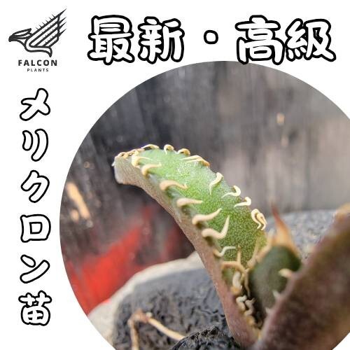 F-Plants43 悪魔くん アガベ チタノタ/検 青犀 清櫻 スーパー F-Plants43 悪魔くん アガベ チタノタ/検 青犀 清櫻 スーパー