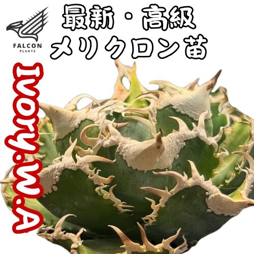 F-Plants51 Ivory W.A アガベ チタノタ/検 青犀 清櫻 スーパー F-Plants51 Ivory W.A アガベ チタノタ/検 青犀 清櫻 スーパー