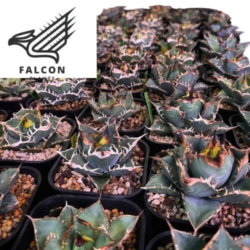 F-Plants52 Ivory W.A アガベ チタノタ/検 青犀 清櫻 スーパー F-Plants52 Ivory W.A アガベ チタノタ/検 青犀 清櫻 スーパー