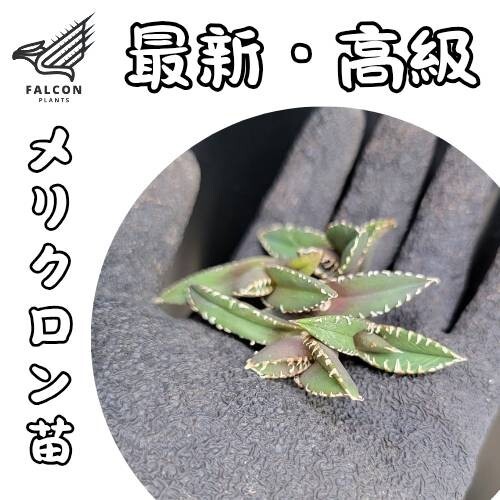 アガベ チタノタ 冰雹】1メリクロン/検 青犀 清櫻 皇冠 穿山甲 アガベ チタノタ 冰雹】1メリクロン/検 青犀 清櫻 皇冠 穿山甲