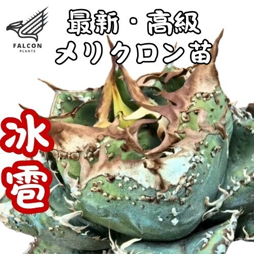 アガベ チタノタ 冰雹】3メリクロン/検 青犀 清櫻 スーパーチタ アガベ チタノタ 冰雹】3メリクロン/検 青犀 清櫻 スーパーチタ