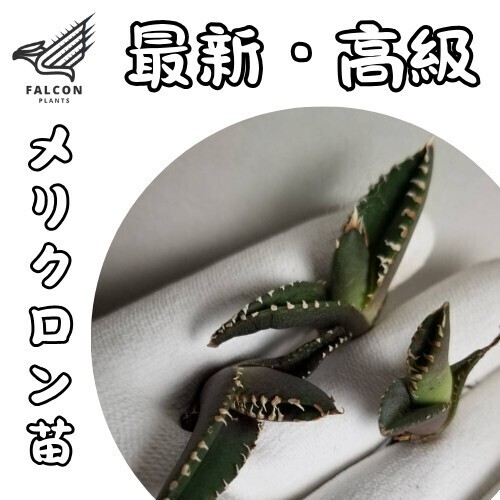アガベ チタノタ 冰雹】3メリクロン/検 青犀 清櫻 スーパーチタ アガベ チタノタ 冰雹】3メリクロン/検 青犀 清櫻 スーパーチタ