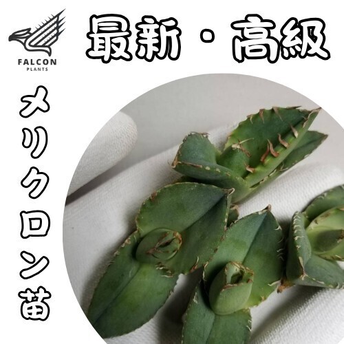 アガベ チタノタ 冰雹】3メリクロン/検 青犀 清櫻 スーパーチタ アガベ チタノタ 冰雹】3メリクロン/検 青犀 清櫻 スーパーチタ