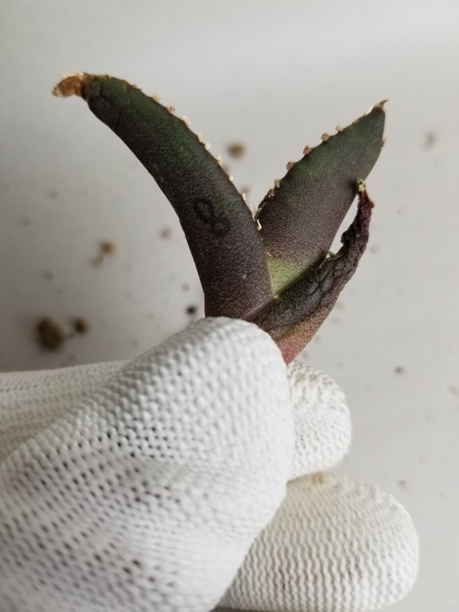 F-Plants8 南アフリカダイヤモンド SAD アガベ チタノタ F-Plants8 南アフリカダイヤモンド SAD アガベ チタノタ