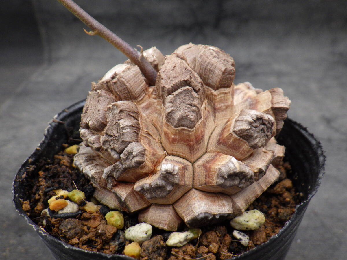 18 亀甲竜 Dioscorea elephantipes アフリカ亀甲竜 3号 18 亀甲竜 Dioscorea elephantipes アフリカ亀甲竜 3号
