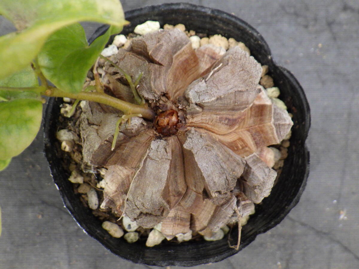 20 亀甲竜 Dioscorea elephantipes アフリカ亀甲竜 3号 20 亀甲竜 Dioscorea elephantipes アフリカ亀甲竜 3号
