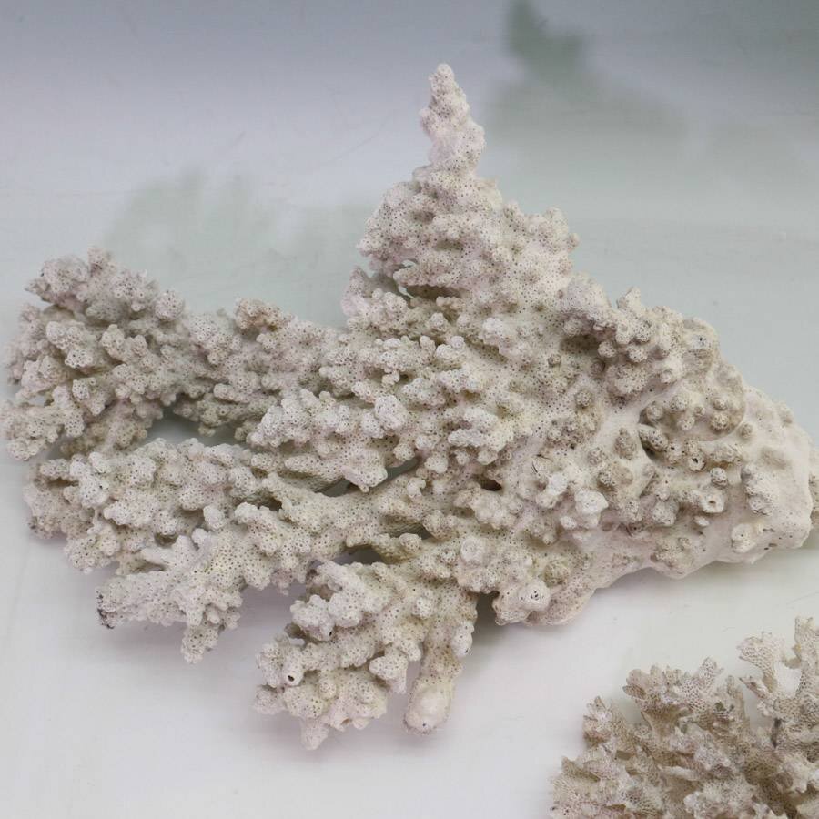 天然珊瑚 白サンゴ 化石サンゴ 15cm/30cm オブジェ 置物 天然珊瑚 白サンゴ 化石サンゴ 15cm/30cm オブジェ 置物