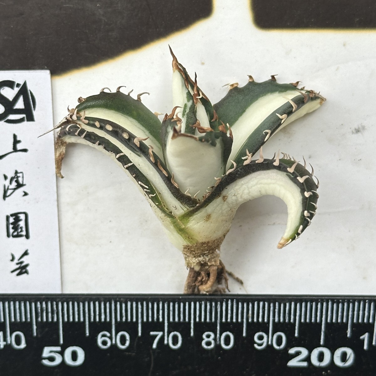 594【上澳園芸】アガベ チタノタ 太陽神 白中斑 極上美株(アガベ 594【上澳園芸】アガベ チタノタ 太陽神 白中斑 極上美株(アガベ