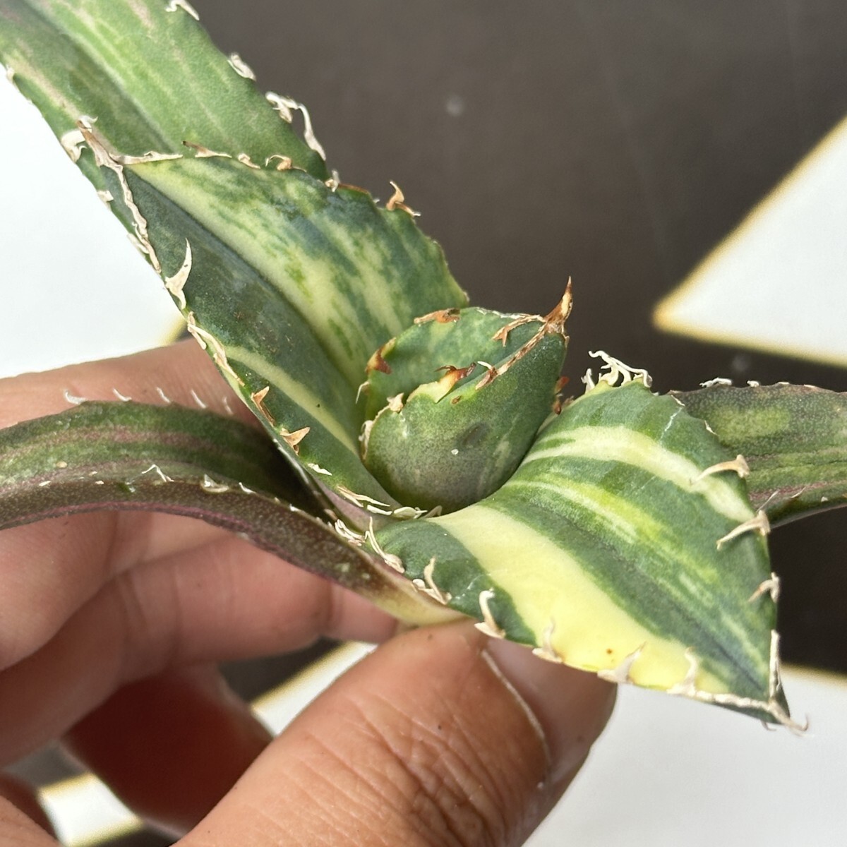 718【上澳園芸】 アガベ チタノタ 白鯨錦(永久斑)縞斑錦 安定 718【上澳園芸】 アガベ チタノタ 白鯨錦(永久斑)縞斑錦 安定