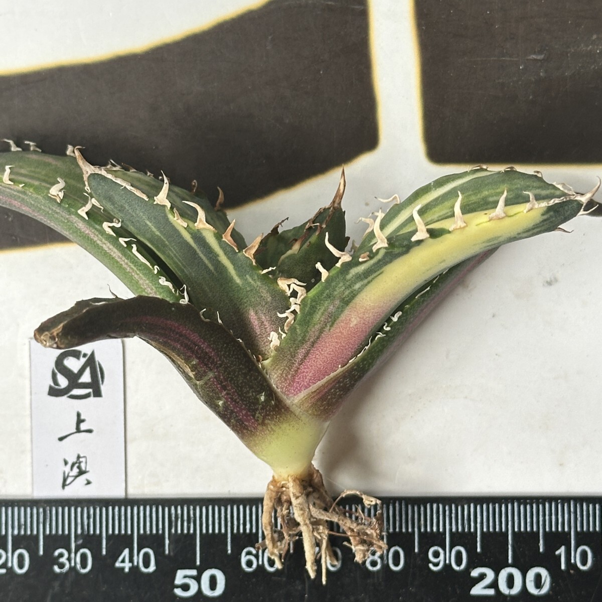 718【上澳園芸】 アガベ チタノタ 白鯨錦(永久斑)縞斑錦 安定 718【上澳園芸】 アガベ チタノタ 白鯨錦(永久斑)縞斑錦 安定