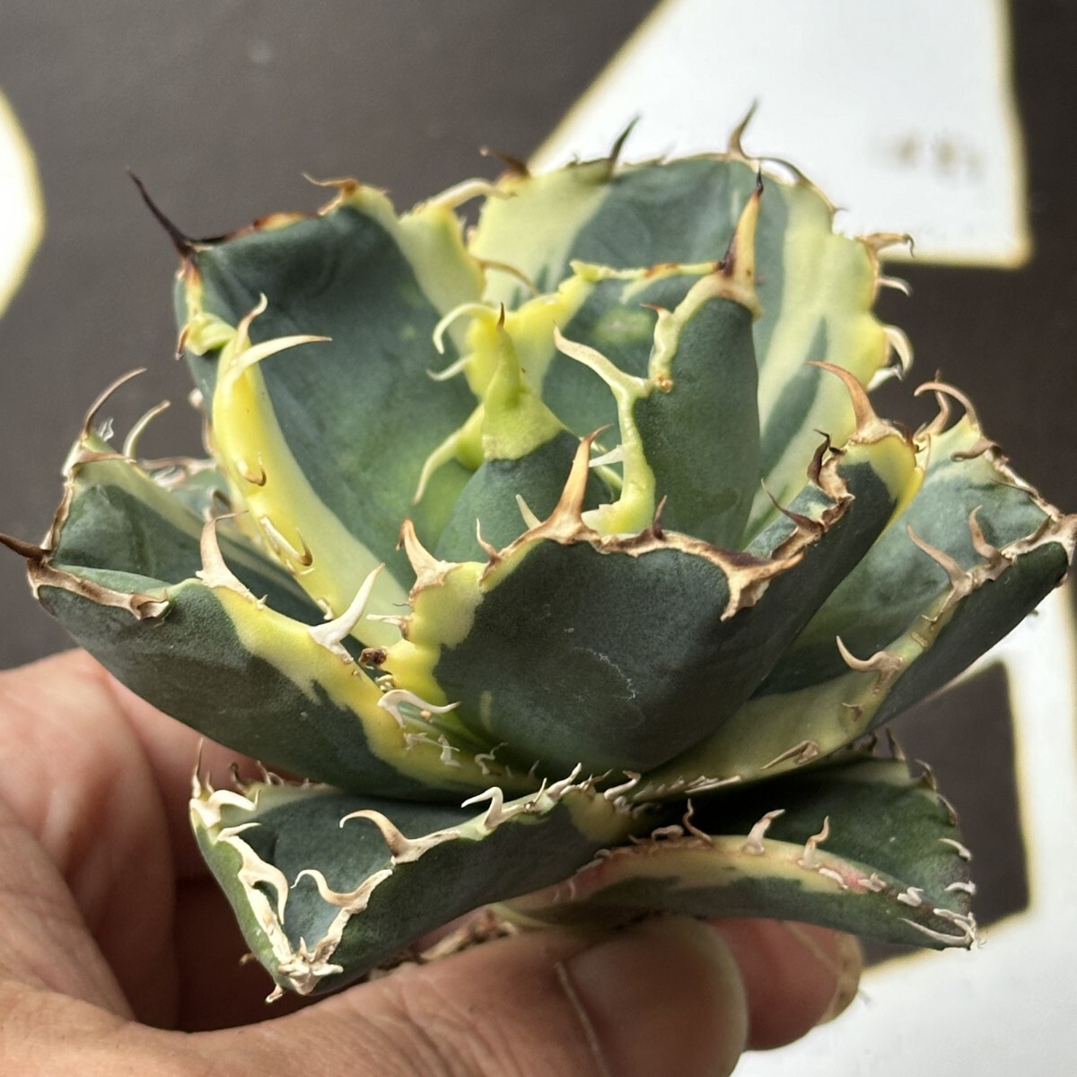 847【上澳園芸】 アガベ チタノタ 白鯨錦 覆輪斑 包葉型(アガベ 847【上澳園芸】 アガベ チタノタ 白鯨錦 覆輪斑 包葉型(アガベ