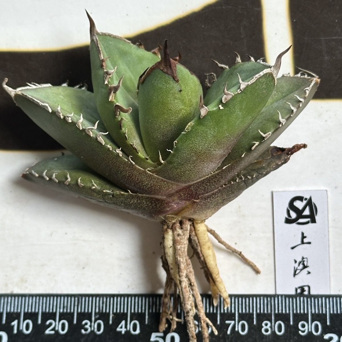 877【上澳園芸】アガベ チタノタ shangao-004 バトルウルフ 鋸歯 877【上澳園芸】アガベ チタノタ shangao-004 バトルウルフ 鋸歯