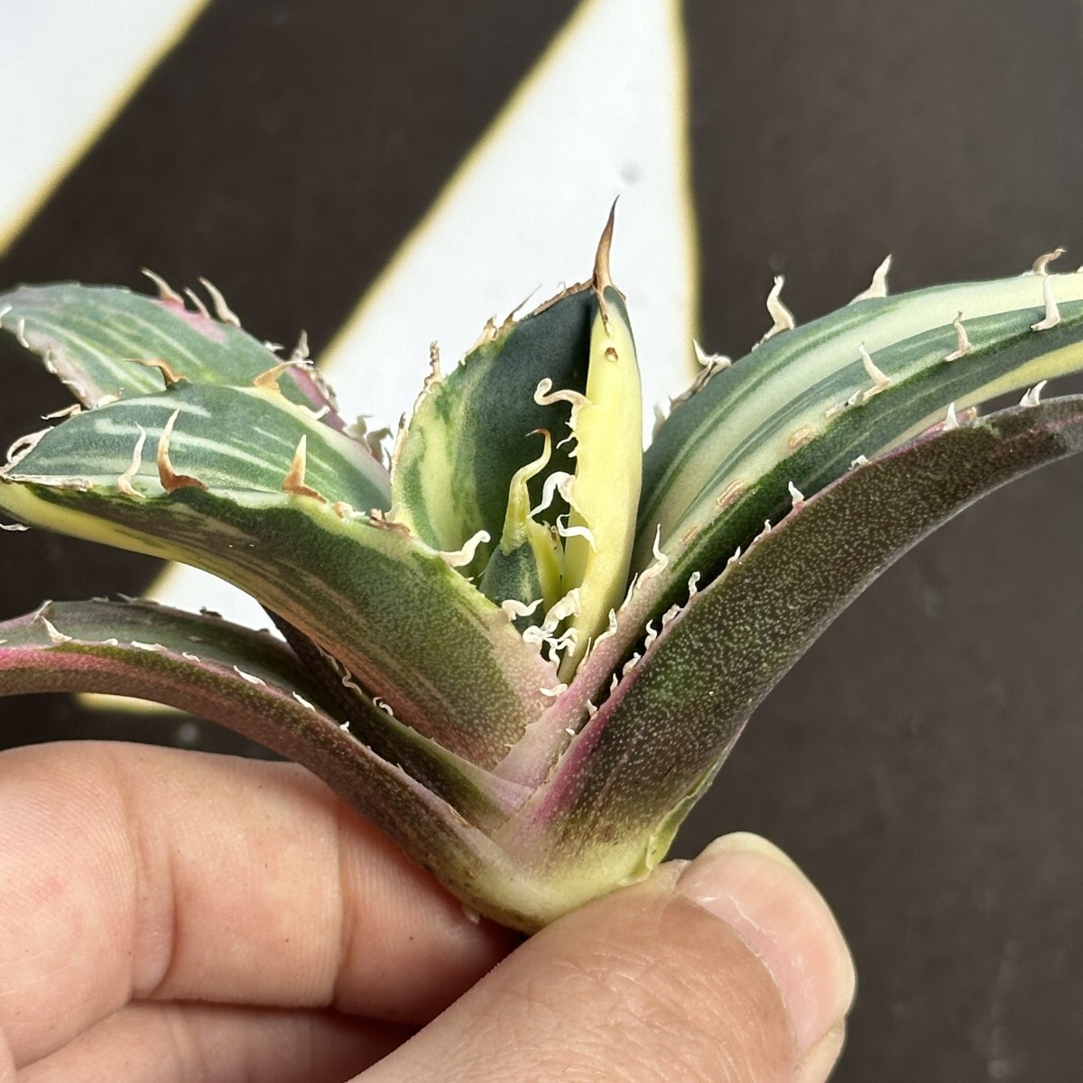 909【上澳園芸】 アガベ チタノタ 白鯨錦 縞斑錦 鮮明錦(アガベ 909【上澳園芸】 アガベ チタノタ 白鯨錦 縞斑錦 鮮明錦(アガベ