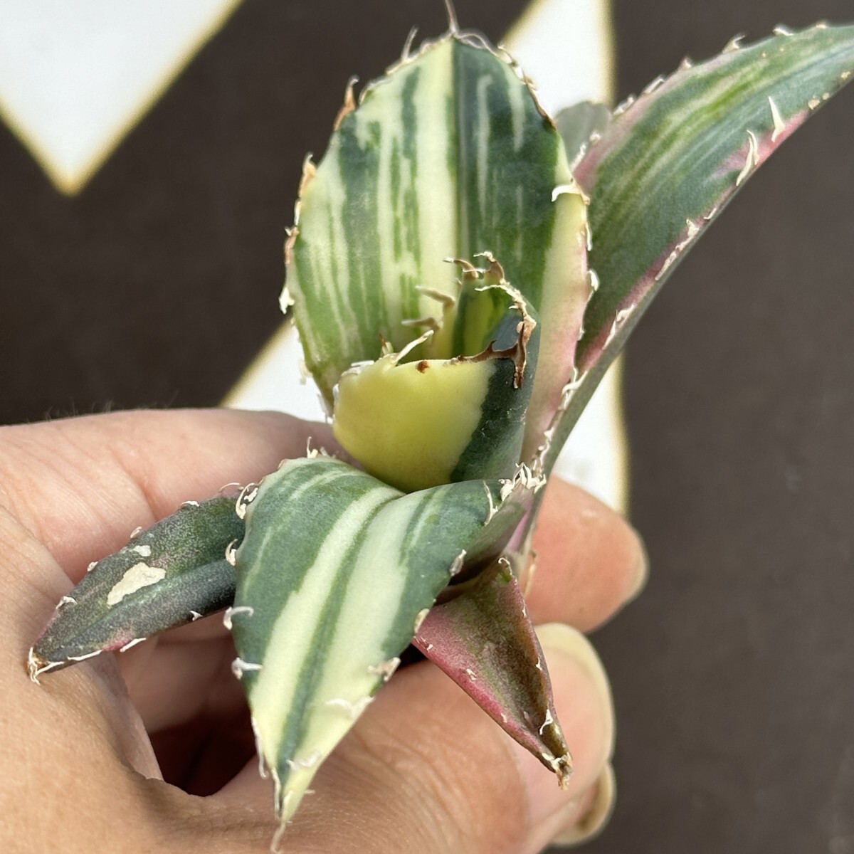 909【上澳園芸】 アガベ チタノタ 白鯨錦 縞斑錦 鮮明錦(アガベ 909【上澳園芸】 アガベ チタノタ 白鯨錦 縞斑錦 鮮明錦(アガベ