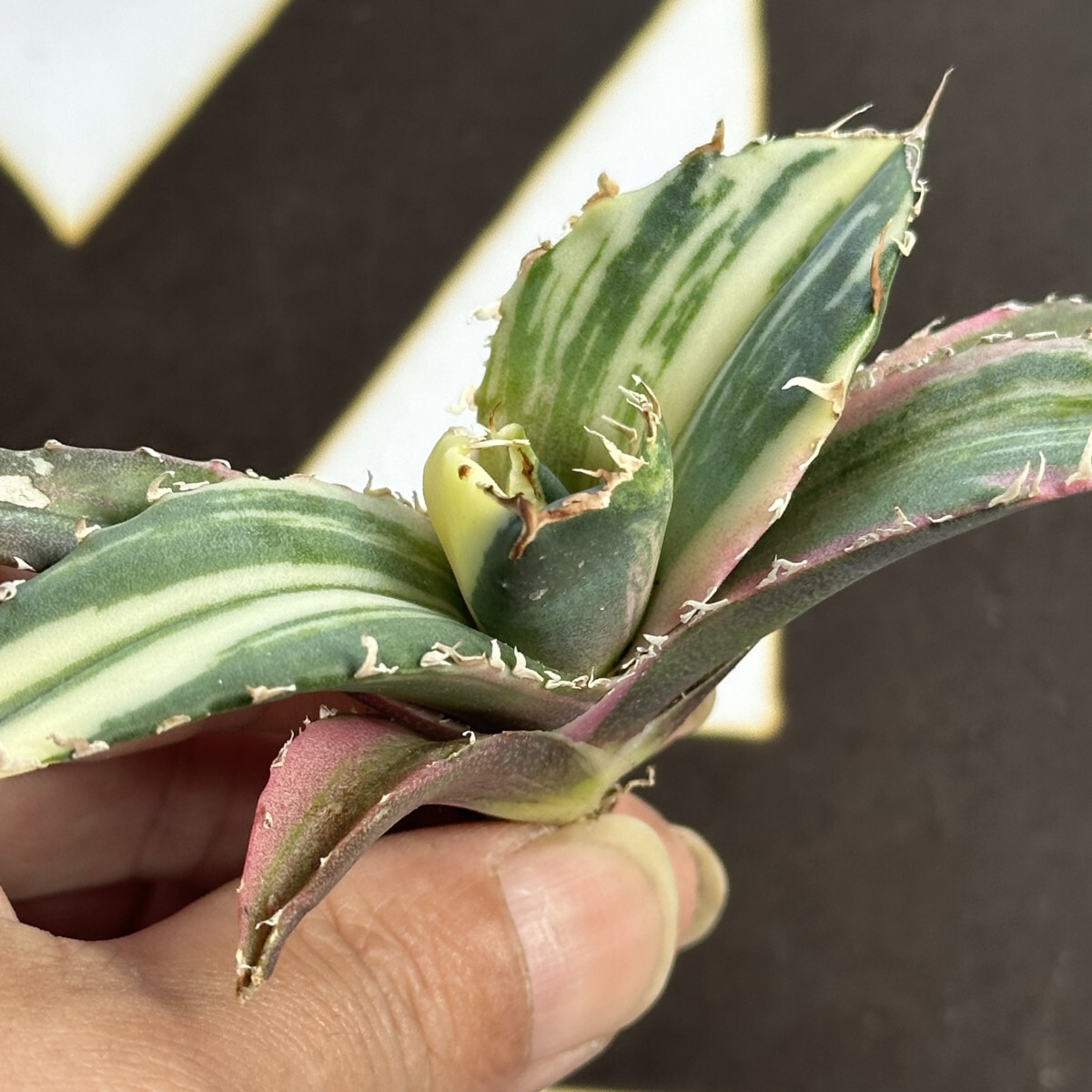 909【上澳園芸】 アガベ チタノタ 白鯨錦 縞斑錦 鮮明錦(アガベ 909【上澳園芸】 アガベ チタノタ 白鯨錦 縞斑錦 鮮明錦(アガベ