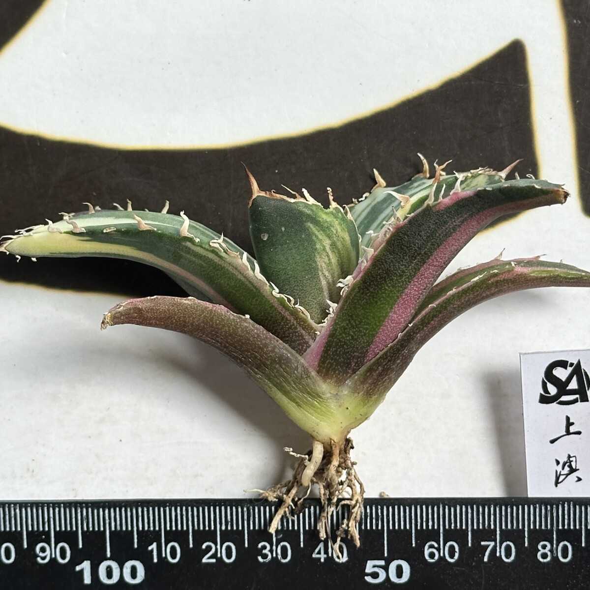 909【上澳園芸】 アガベ チタノタ 白鯨錦 縞斑錦 鮮明錦(アガベ 909【上澳園芸】 アガベ チタノタ 白鯨錦 縞斑錦 鮮明錦(アガベ
