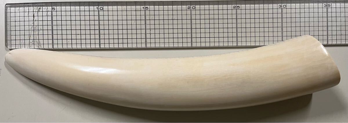 重量約900g 象牙風 天然素材 白材芯料 彫刻 オブジェ 一本牙 重量約900g 象牙風 天然素材 白材芯料 彫刻 オブジェ 一本牙