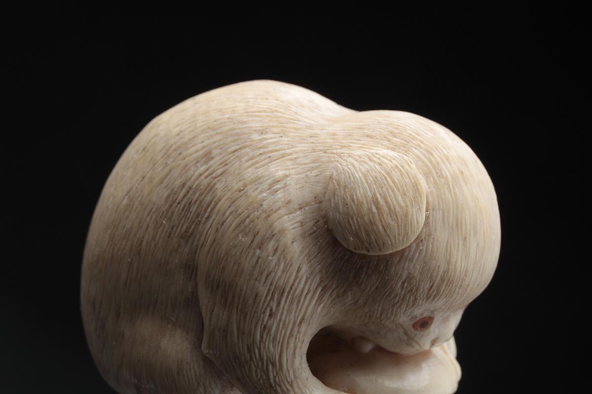 EZ162 時代提げ物【光明作】牙彫「仔犬」根付 幅3.5cm 木箱附 EZ162 時代提げ物【光明作】牙彫「仔犬」根付 幅3.5cm 木箱附
