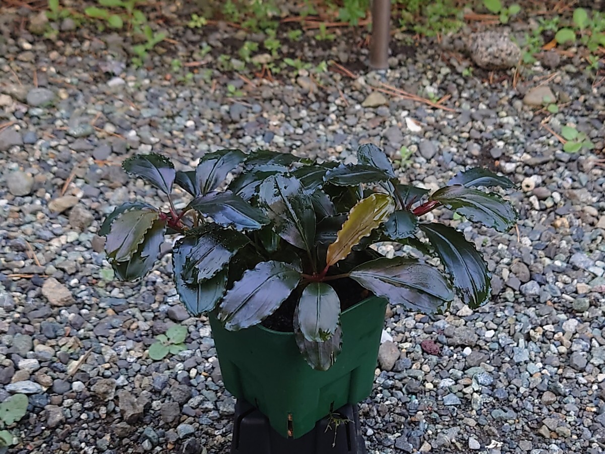 水草 Bucephalandra nanga taman TB Yahoo!オークション - 【TB便】Bucephalandra sp.Nanga Taman