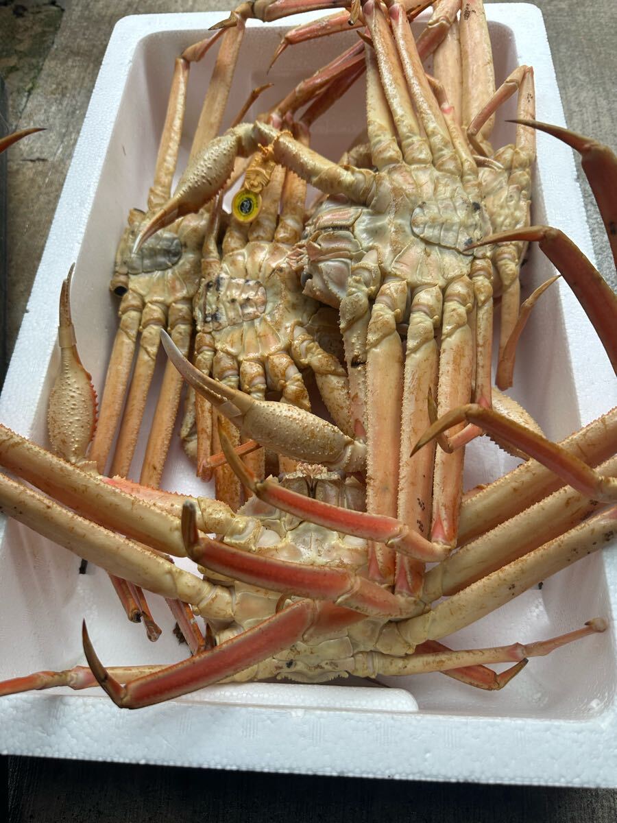 冷凍越前カニ5ハイ