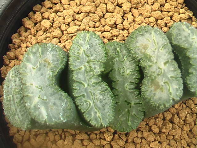 ☆奈研☆サボテン・多肉☆301☆ハオルシア 玉扇'荒磯' Haworthia ☆奈研☆サボテン・多肉☆301☆ハオルシア 玉扇'荒磯' Haworthia