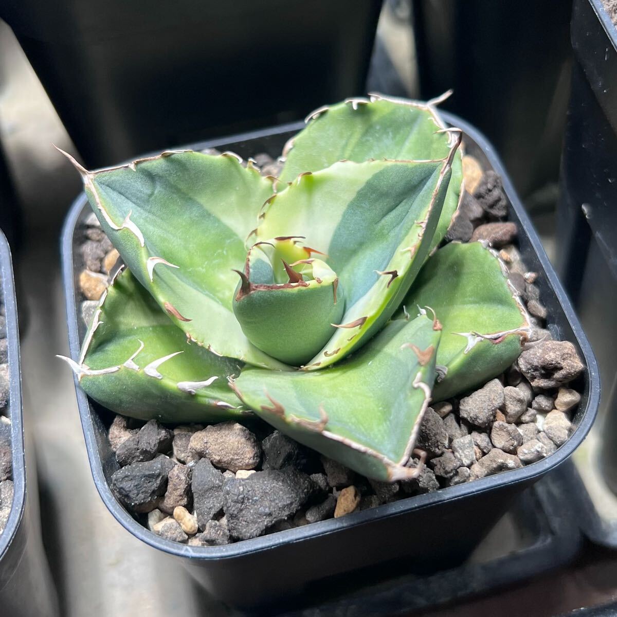 アガベ チタノタ「純血ジャガーノート 錦」 Agave titanota