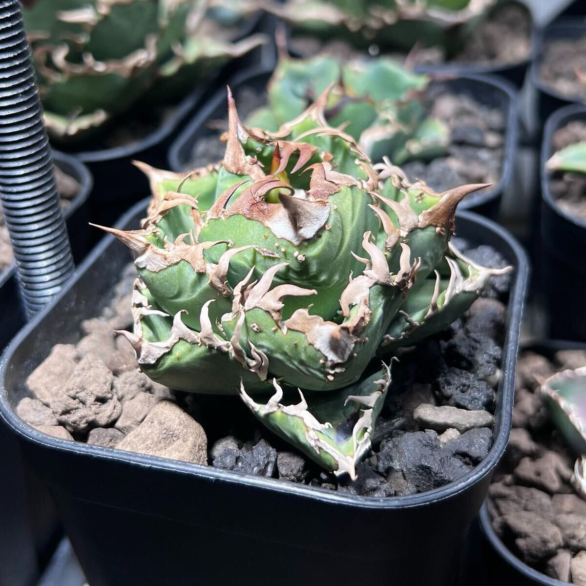 アガベ チタノタ「皇冠」 Agave titanota 'Crown' 子株 LIZE産 アガベ チタノタ「皇冠」 Agave titanota 'Crown' 子株 LIZE産