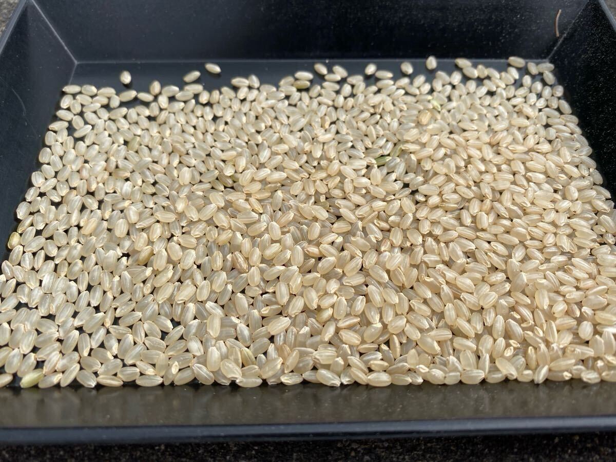 農家直送】秋田県産 令和6年産 あきたこまち 玄米 30kg 一等米 農家直送】秋田県産 令和6年産 あきたこまち 玄米 30kg 一等米
