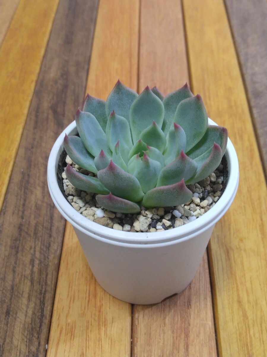桜鬼 ミックスベリア おらいさん苗【札無し】多肉植物(苗)|売買 桜鬼 ミックスベリア おらいさん苗【札無し】多肉植物(苗)|売買