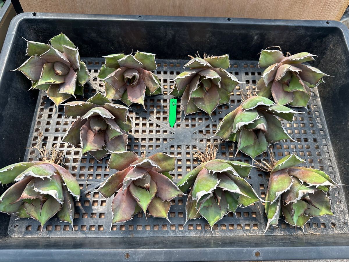 FJ Agave】 DR4-6アガベ 黒豹 極上株 品種保証 10株同梱 FJ Agave】 DR4-6アガベ 黒豹 極上株 品種保証 10株同梱