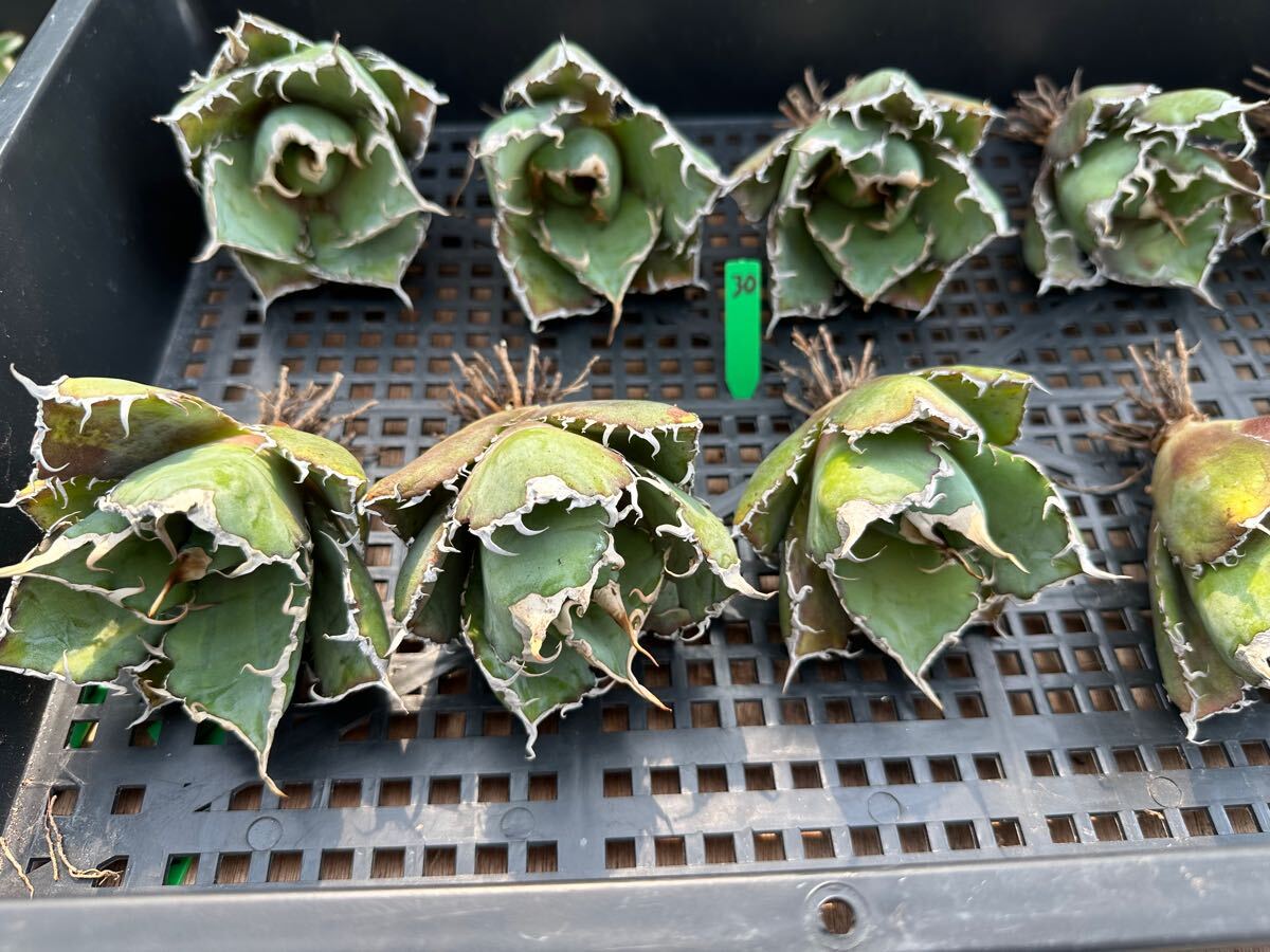 FJ Agave】 DR30-10アガベ 白鯨 極上株 品種保証 10株同梱 FJ Agave】 DR30-10アガベ 白鯨 極上株 品種保証 10株同梱