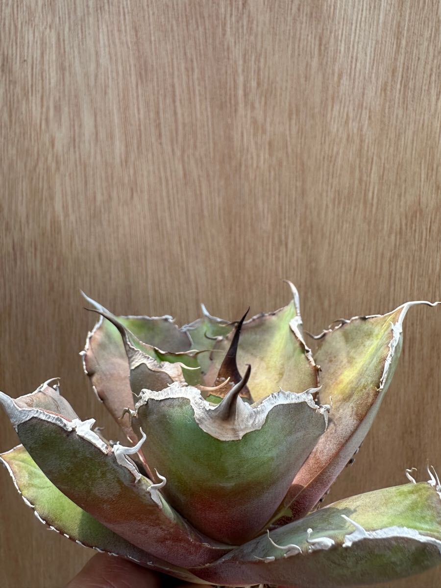 FJ Agave】 DR4-9アガベ 黒豹 極上株 品種保証 10株同梱 FJ Agave】 DR4-9アガベ 黒豹 極上株 品種保証 10株同梱