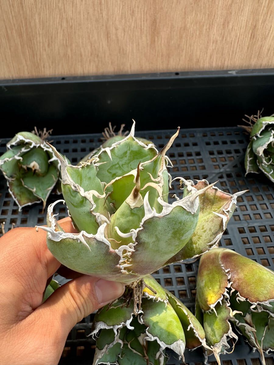 FJ Agave】 DR30-10アガベ 白鯨 極上株 品種保証 10株同梱 FJ Agave】 DR30-10アガベ 白鯨 極上株 品種保証 10株同梱