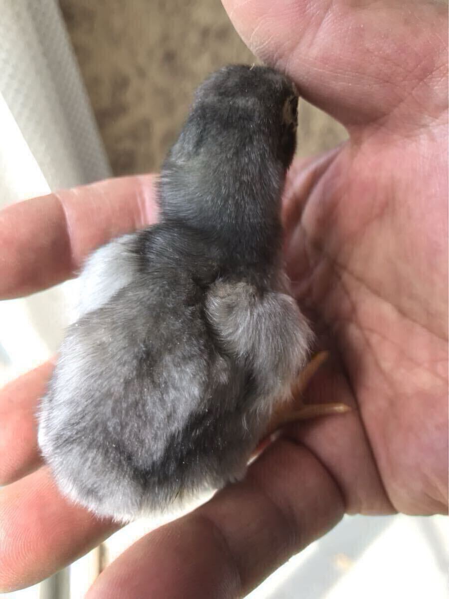 item_image_6