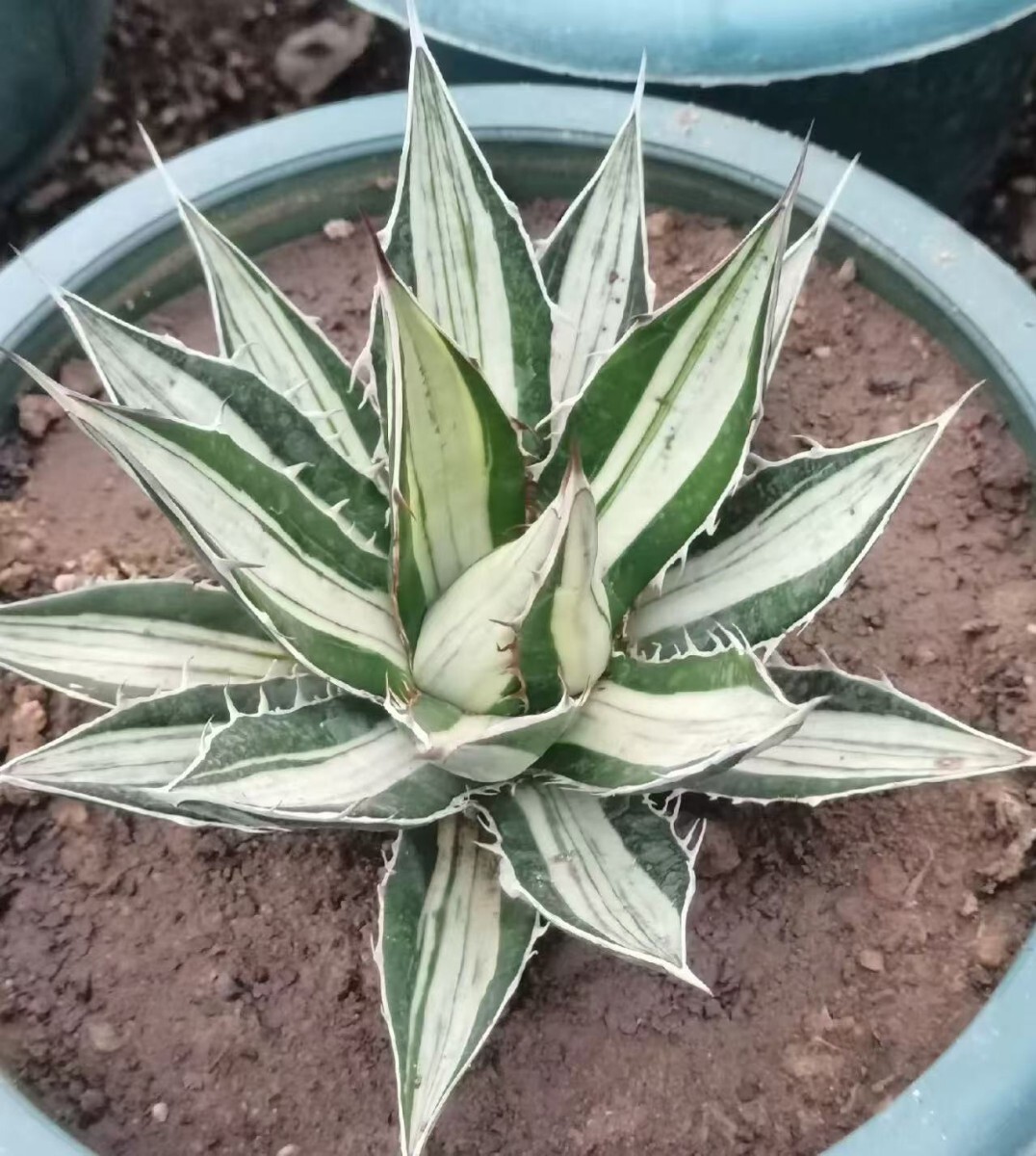MCGRADY-PLANTS】J515 激レア高級品種 多肉植物アガベ ホリダ MCGRADY-PLANTS】J515 激レア高級品種 多肉植物アガベ ホリダ
