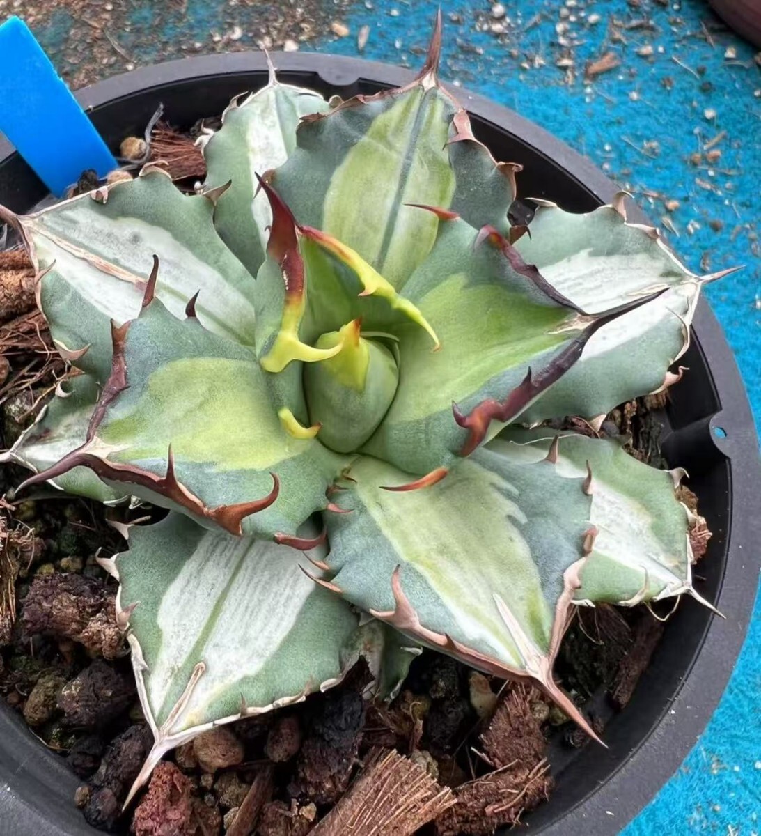 MCGRADY-PLANTS】J 528特選 アガベ チタノタ 姫厳竜錦 白中斑 良 MCGRADY-PLANTS】J 528特選 アガベ チタノタ 姫厳竜錦 白中斑 良