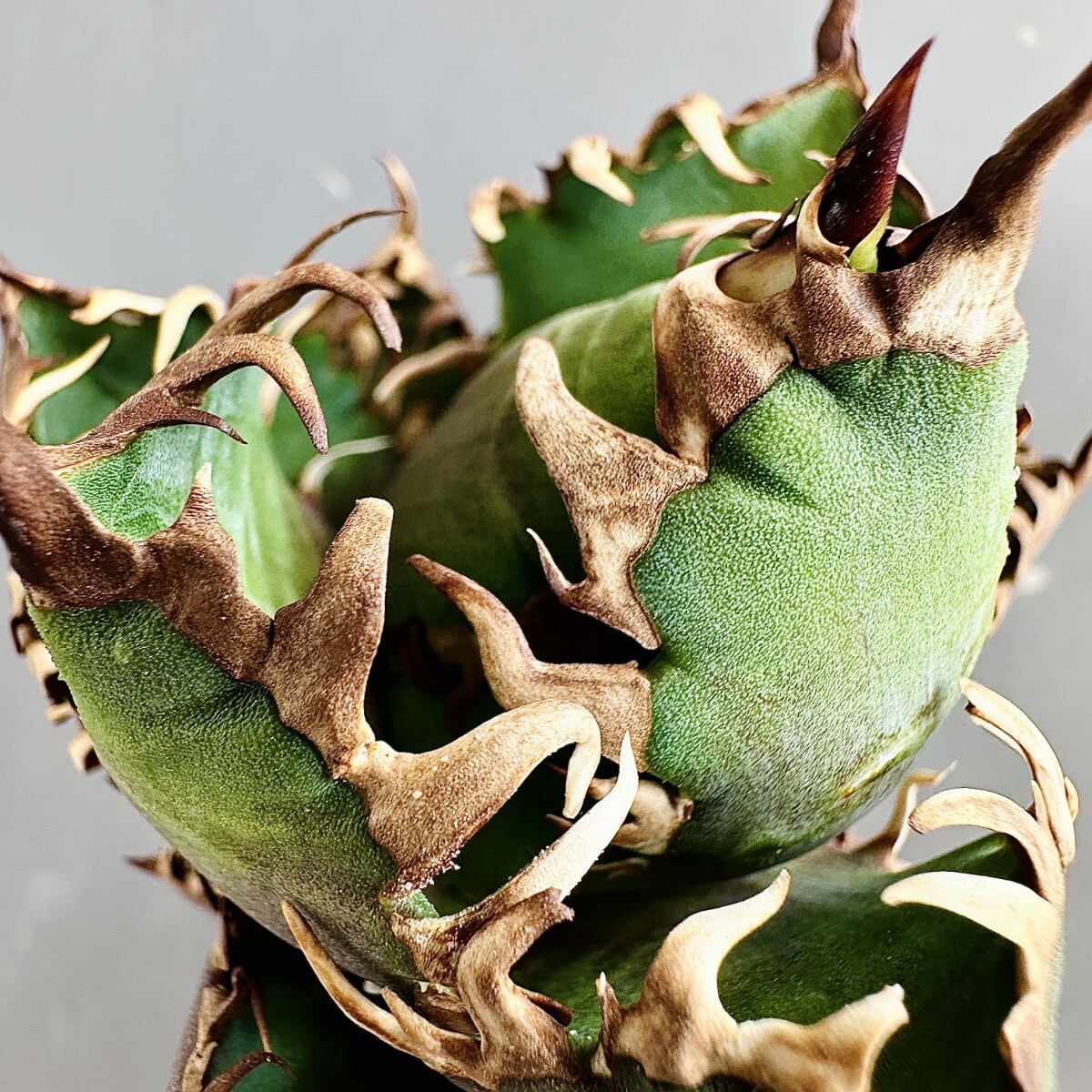 MCGRADY-PLANTS】J504 激レア高級品種 アガベ チタノタ レッド MCGRADY-PLANTS】J504 激レア高級品種 アガベ チタノタ レッド