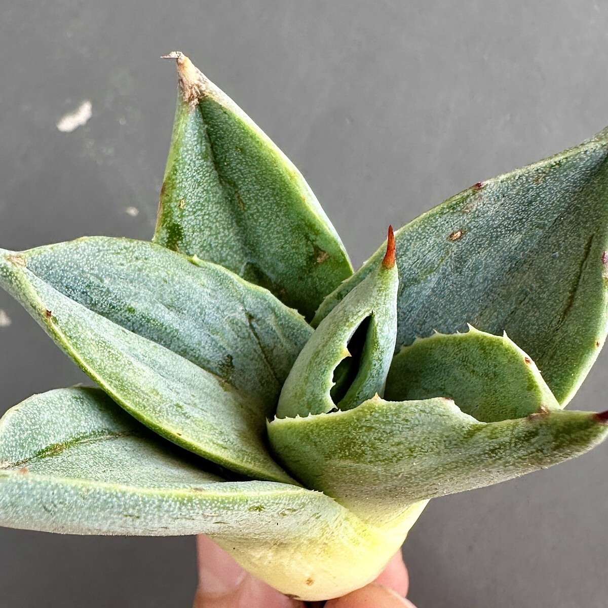 MCGRADY-PLANTS】J511多肉植物 アガベ 吉祥天石化し パリー MCGRADY-PLANTS】J511多肉植物 アガベ 吉祥天石化し パリー