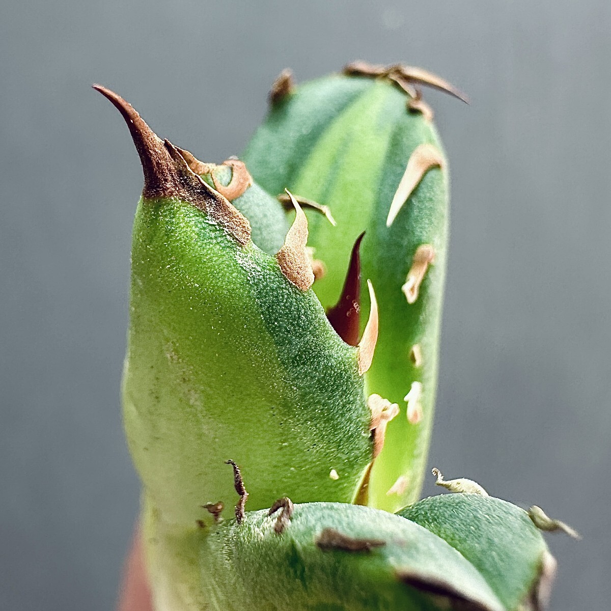 MCGRADY-PLANTS】J 528特選 アガベ チタノタ 姫厳竜錦 白中斑 良 MCGRADY-PLANTS】J 528特選 アガベ チタノタ 姫厳竜錦 白中斑 良